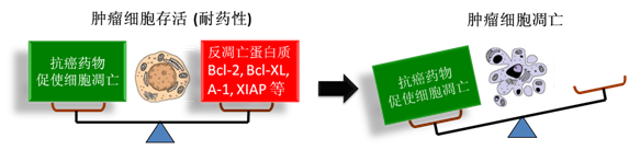 图 1：肿瘤细胞通过反凋零蛋白产生耐药性，对反凋零蛋白的抑制将改变平衡，消除肿瘤耐药性。