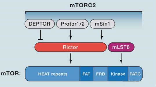 mTORC2的组成蛋白主要有Rictor、mSin1、mSLT8和Protor等
