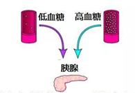 调节血糖稳态，GK负重前行