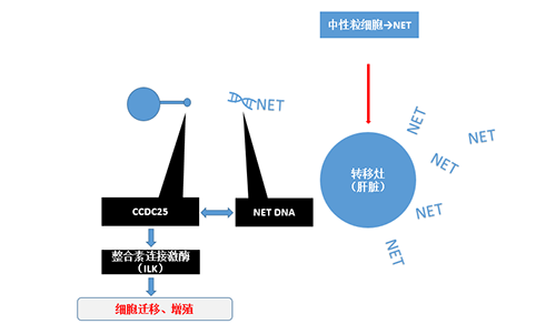 除了单纯的捕获，NET DNA与CCDC-25的结合还增强了癌细胞的侵袭行为，促进了癌症的肝转移。