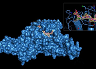 Science重磅！一种“分子剪刀”如何成为COVID-19药物的重要靶标？