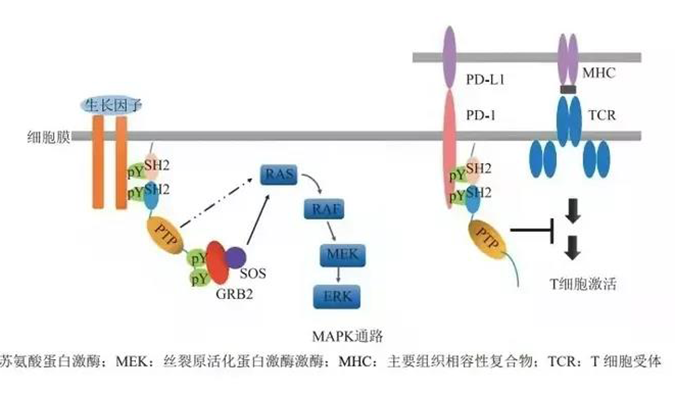 晚期恶性肿瘤患者的福音，SHP2变构抑制剂RG001片获批临床.png